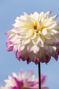 Dahlia