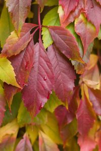 Herfstbladeren